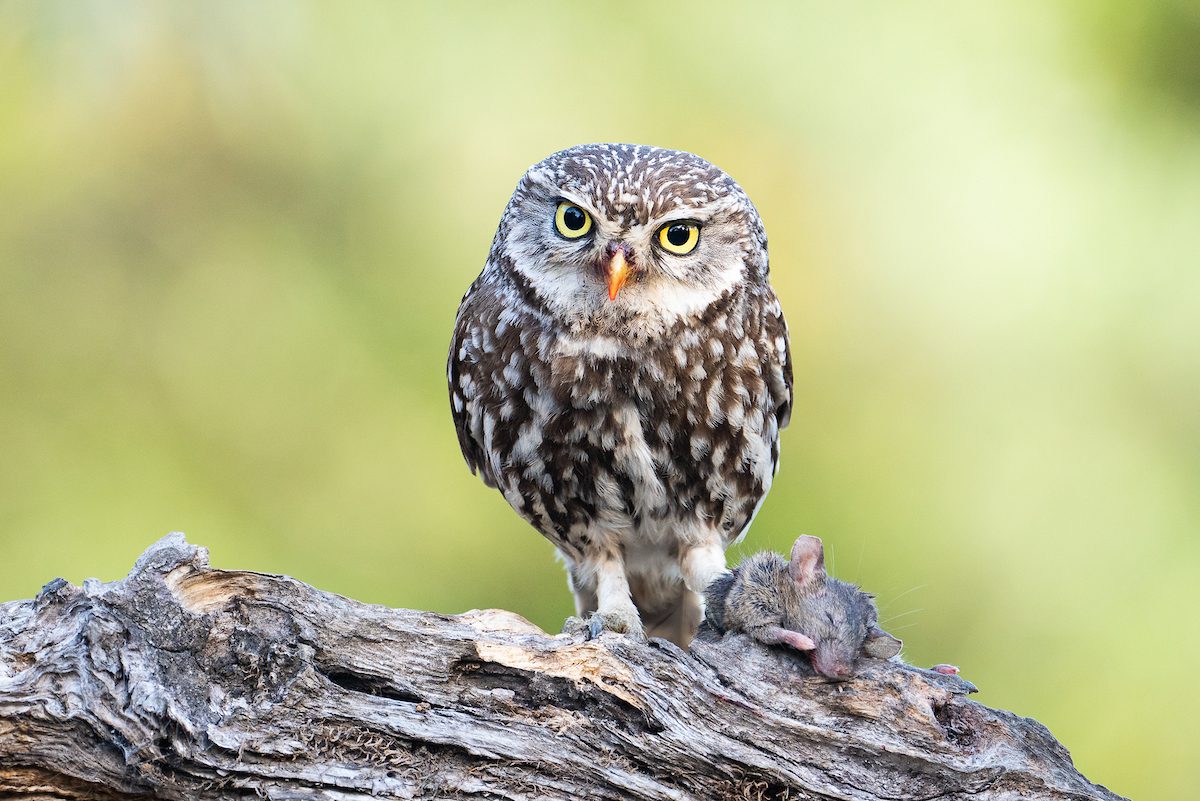 Observación de aves 4