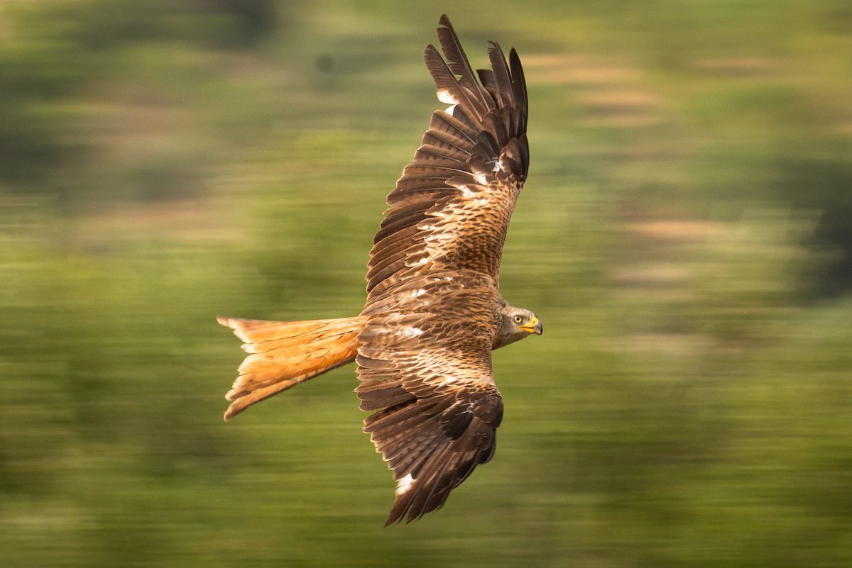 Observación de aves 2