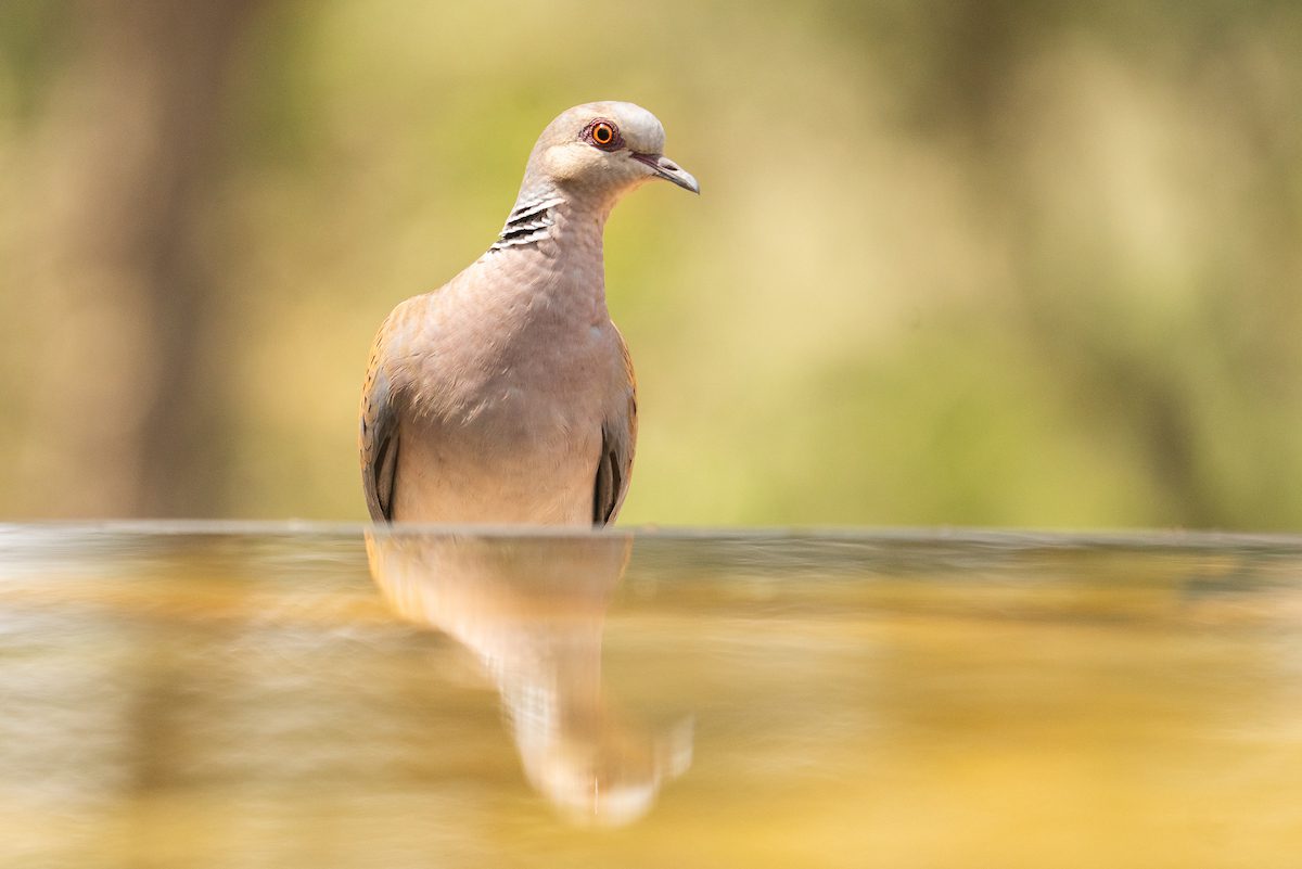 Observación de aves 3