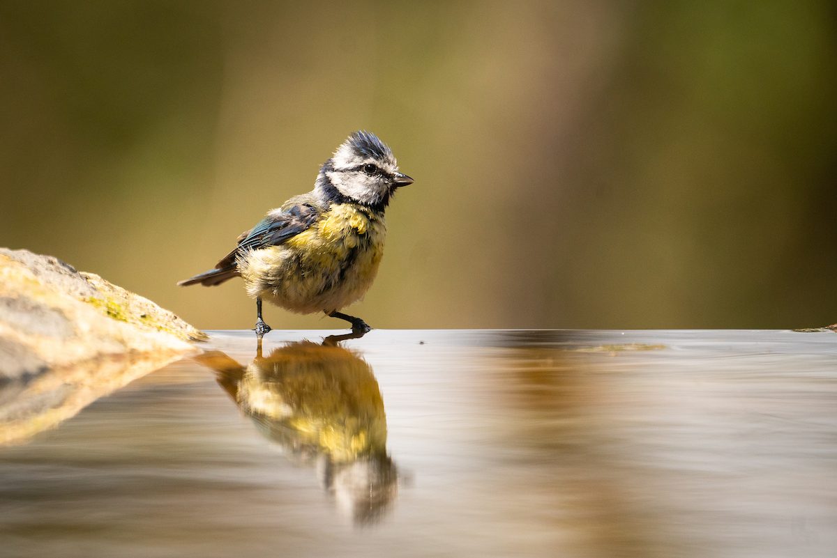 Observación de aves 1