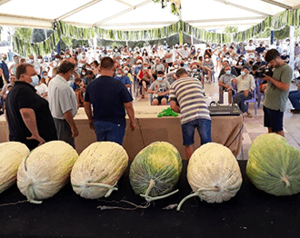 Fira i festa del meló